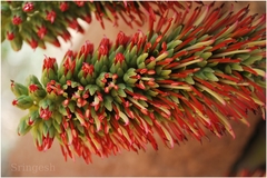 Acrocarpus fraxinifolius